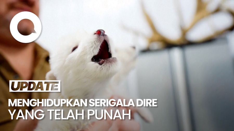Video Klaim Ilmuwan Hidupkan Lagi Serigala Dire yang Punah Ribuan Tahun Lalu