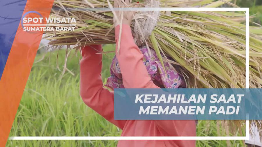 Nikmati Keseruan Memanen Padi di Sawah Indah Desa Nagari Tuo Pariangan