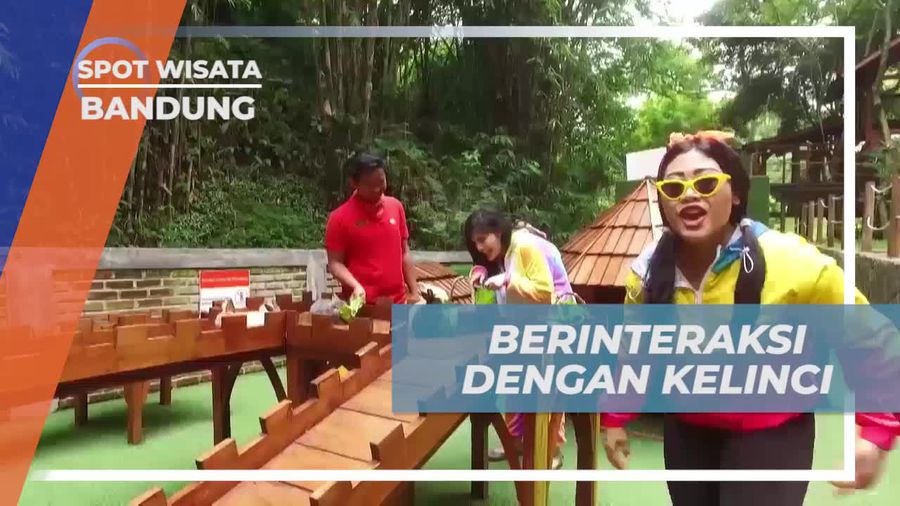 Bermain dan Berinteraksi dengan Kelinci Imut di Penginapan Bandung