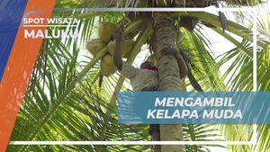 Memanjat Pohon Kelapa Muda Bersama Wanita Di Maluku