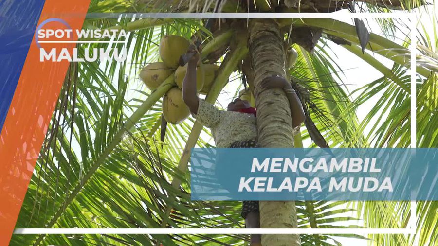 Memanjat Pohon Kelapa Muda Bersama Wanita Di Maluku