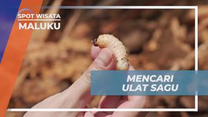 Mencari Ulat Sagu yang Bergizi di Maluku