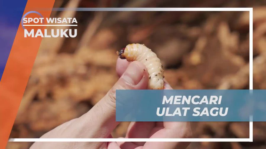 Mencari Ulat Sagu yang Bergizi di Maluku