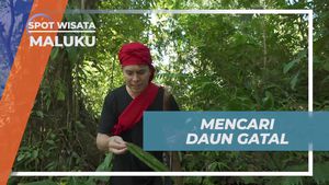 Mencari Khasiat Daun Gatal di Maluku