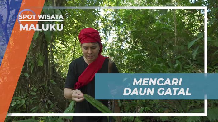 Mencari Khasiat Daun Gatal di Maluku