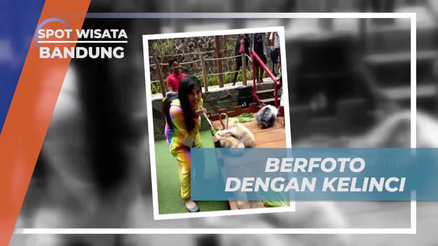Berfoto Keceriaan Bersama Kelinci Lucu di Penginapan di Bandung