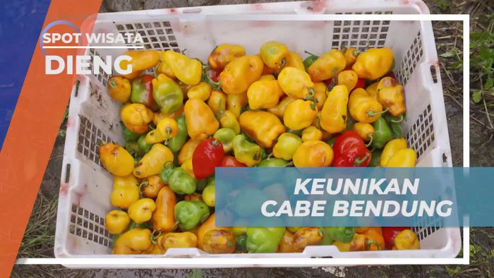 Mengetahui Keunikan Cabe Bendung di Dieng