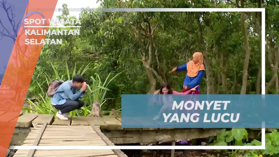 Menyaksikan Aksi Lucu Monyet di Kalimantan Selatan