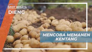 Memanen Kentang Bersama di Dieng