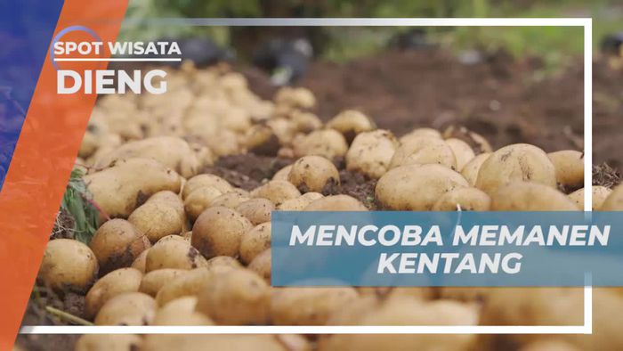 Memanen Kentang Bersama di Dieng