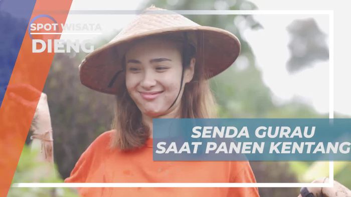 Bercanda Sambil Memanen Kentang di Dieng
