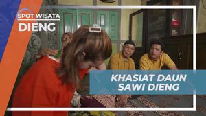 Menemukan Khasiat Daun Sawi di Dieng
