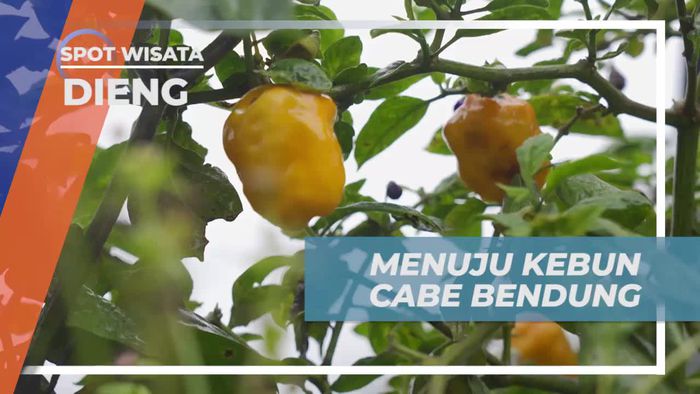 Bersepeda Menuju Kebun Cabe Bendung di Dieng