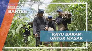 Kumpulkan Kayu Bakar untuk Kehidupan Sehari-hari Warga Suku Baduy, Banten