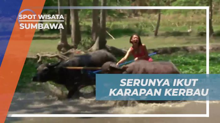 Ikut Berpartisipasi dalam Serunya Karapan Kerbau di Sumbawa