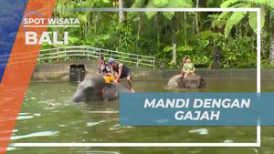 Bersama Gajah dalam Momen Menyenangkan di Mason Elephant Park