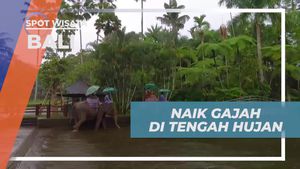 Menikmati Kebersamaan dengan Gajah di Tengah Hujan di Bali