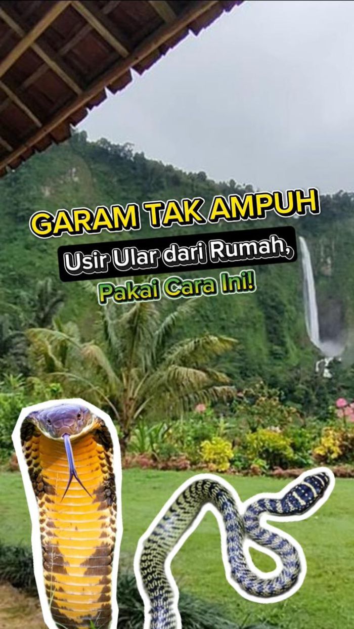 Video: Garam Tak Ampuh Usir Ular dari Rumah, Pakai Cara Ini!