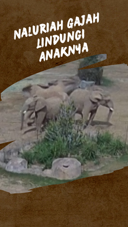 Video Momen Kawanan Gajah Berkumpul Saat Gempa Guncang California