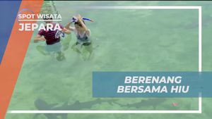 Menikmati Petualangan Berenang Bersama Hiu Jinak di Jepara