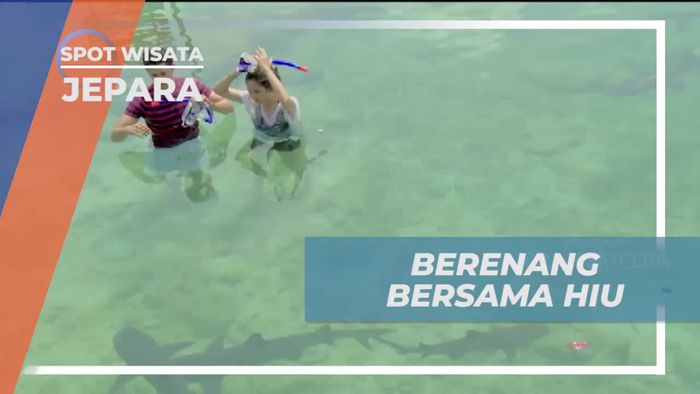 Menikmati Petualangan Berenang Bersama Hiu Jinak di Jepara