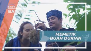 Memetik Durian Segar di Kebun Suku Baduy, Banten