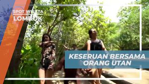 Menyaksikan Keseruan Bersama Orang Utan di Elephant Park, Lombok
