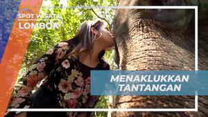 Menaklukkan Tantangan Cium Kening Gajah di Elephant Park Lombok