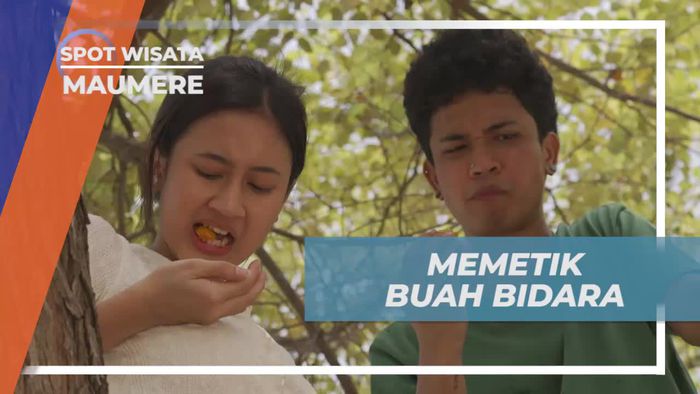 Petualangan Memetik Buah Bidara di Bawah Pemandangan Pantai, Maumere