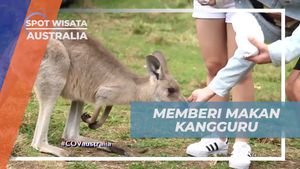 Memberi Makan Kangguru Khas Australia yang Ramah, Australia