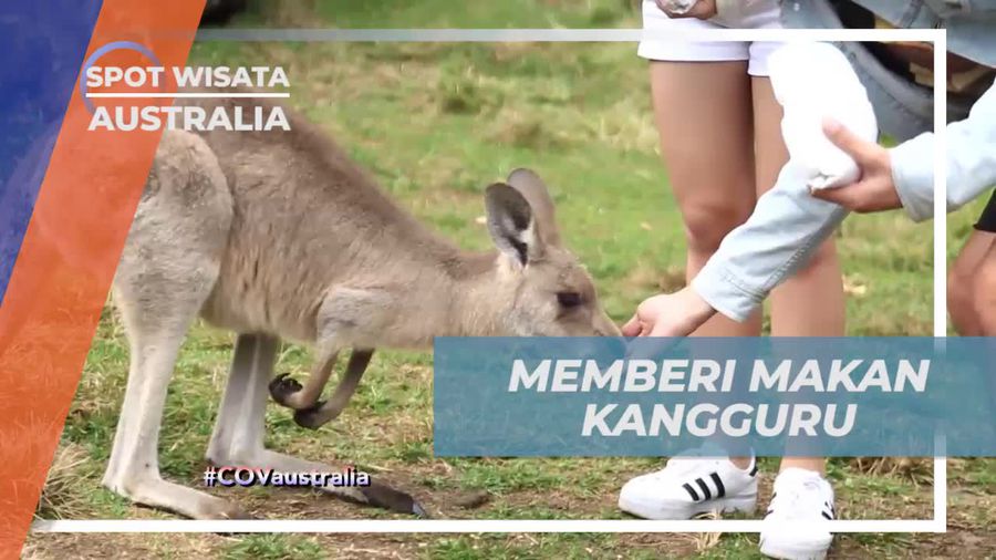 Memberi Makan Kangguru Khas Australia yang Ramah, Australia