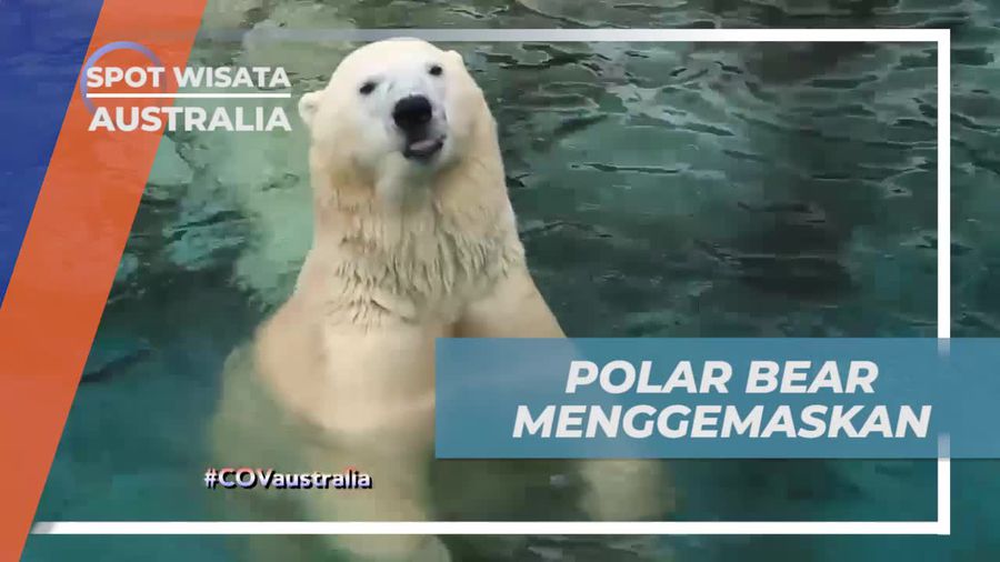 Bersantai dengan Polar Bear yang Menggemaskan di Gold Coast, Australia