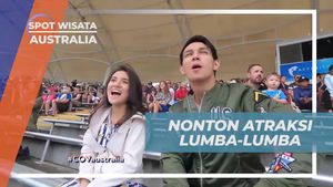 Menyaksikan Atraksi Menarik Lumba-Lumba yang Cerdas, Australia