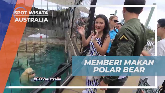 Memberi Makan Polar Bear yang Lucu dalam Momen Menghibur, Australia