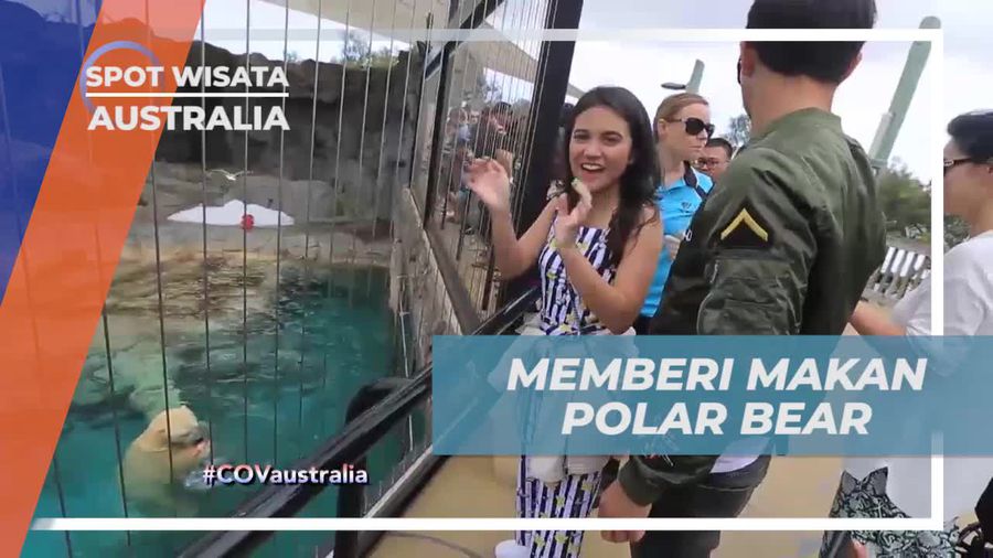 Memberi Makan Polar Bear yang Lucu dalam Momen Menghibur, Australia