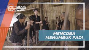 Berpartisipasi dalam Tradisi Menumbuk Padi Bersama Selebriti di Banyuwangi