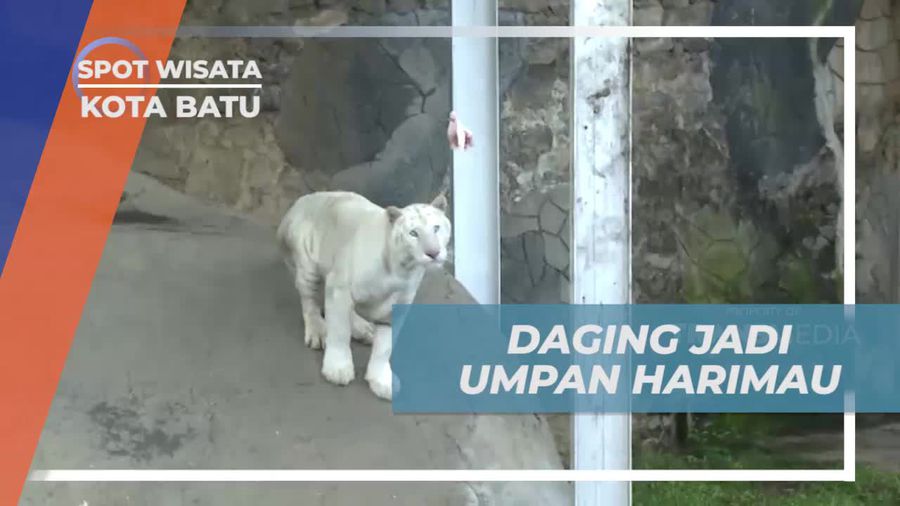 Menguji Keberanian Memancing Harimau di Batu Secret Zoo, Jawa Timur