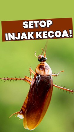 Video: Jangan Injak Kecoa! Ini Alasannya...