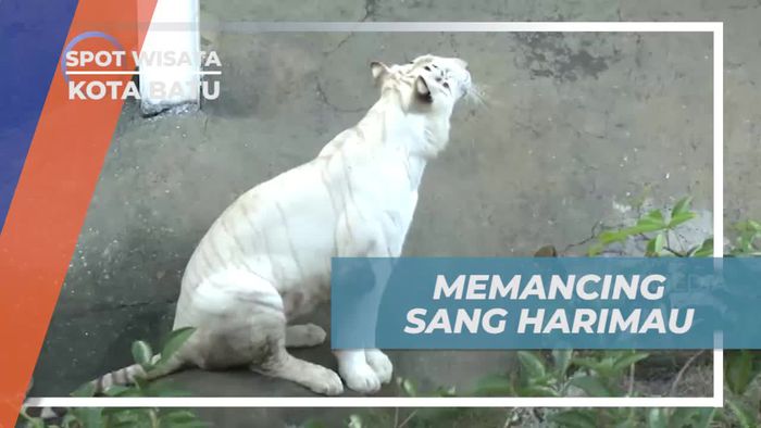 Memancing dengan Seru di Batu Secret Zoo, Jawa Timur