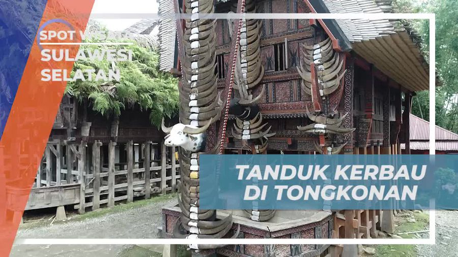 Mengagumi Tanduk Kerbau yang Misti di Depan Rumah Tongkonan, Sulawesi Selatan