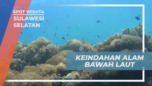 Menyelam Menikmati Keindahan Bawah Laut di Pulau Kambing, Sulawesi Selatan