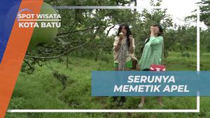 Memetik Apel Segar di Kebun Batu, Jawa Timur
