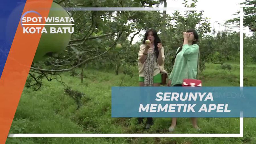 Memetik Apel Segar di Kebun Batu, Jawa Timur