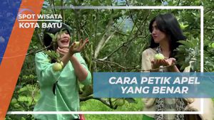 Mempelajari Cara Memetik Apel yang Benar di Batu, Jawa Timur