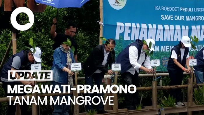 Video: Megawati, Pramono-Rano hingga CT Tanam Mangrove di Hutan Lindung Kapuk