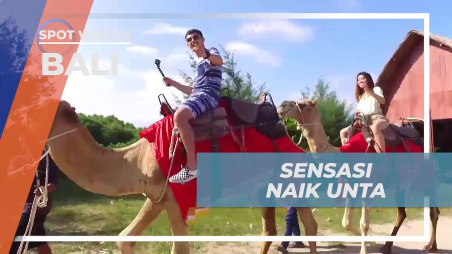 Menjelajahi Keunikan Naik Unta di Pantai yang Menawan, Bali