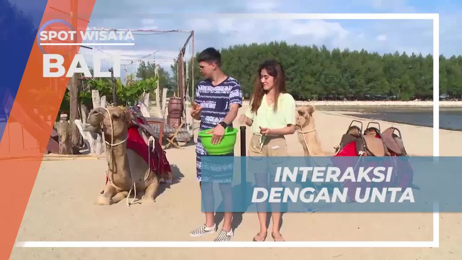 Berinteraksi Dengan Unta Secara Langsung di Pantai Bali
