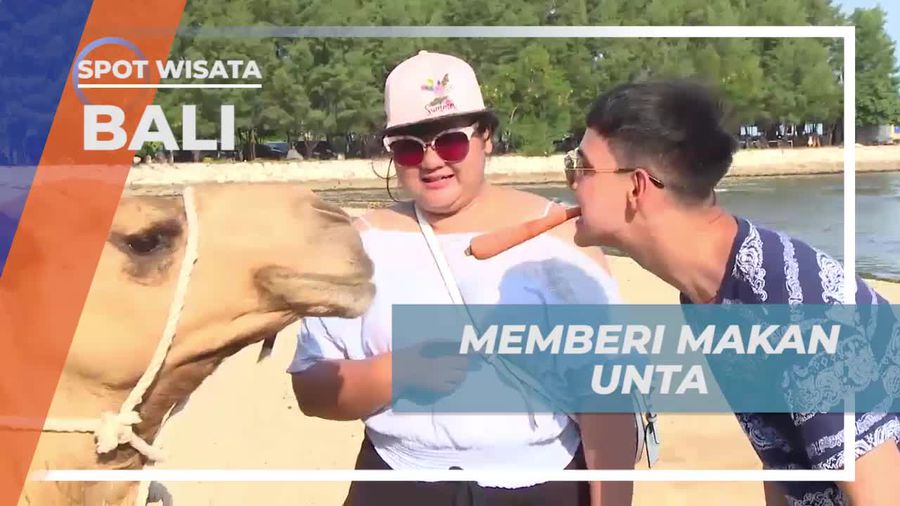 Mencoba Tantangan Memberi Makan Unta di Bali dengan Cara Menarik