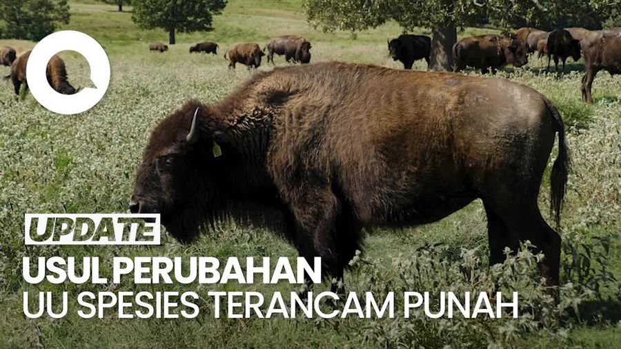 Video: Trump Usul Ubah Aturan Perlindungan Habitat Spesies Terancam Punah