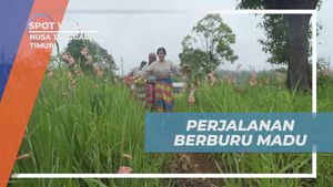 Mengikuti Perjalanan Berburu Madu Asli di Desa Fatumnasi, Nusa Tenggara Timur